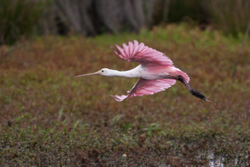 Roseate spoonbill in flight over flora filled marsh