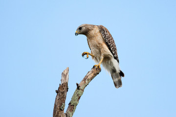 Red shouldered hawk perched at the top of a dead tree