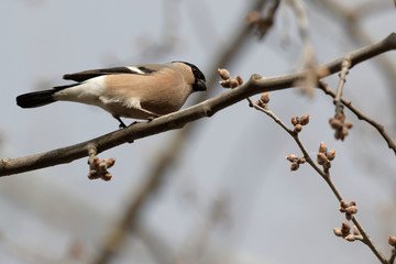 Cute bullfinch is sitting on a tree branch. Animals wildlife. Spring morning. Wild Animals.Wild...
