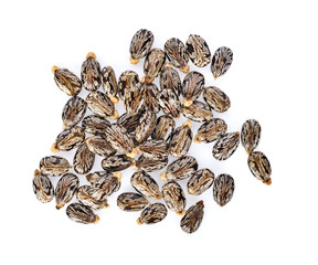 Castor on white background