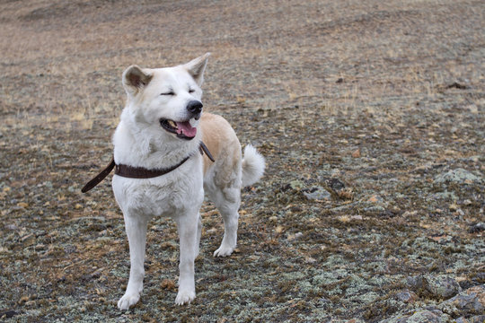 Lovely kind beautiful intelligent dog Japanese akita inu breed with closed eyes and open jaw in leather harness is on the shore of Lake Baikal in the early spring among mosses and dry grass.