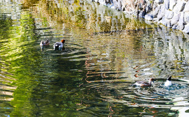 Teal in the river