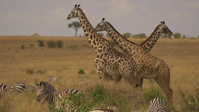 Three giraffes standing next to a herd of zebras