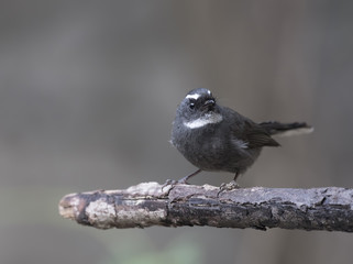 White-throated Fantail (Rhipidura albicollis)