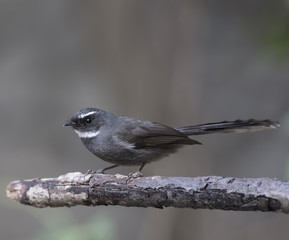 Fototapeta premium White-throated Fantail (Rhipidura albicollis)