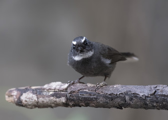 White-throated Fantail (Rhipidura albicollis)