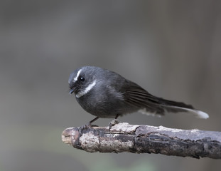 White-throated Fantail (Rhipidura albicollis)