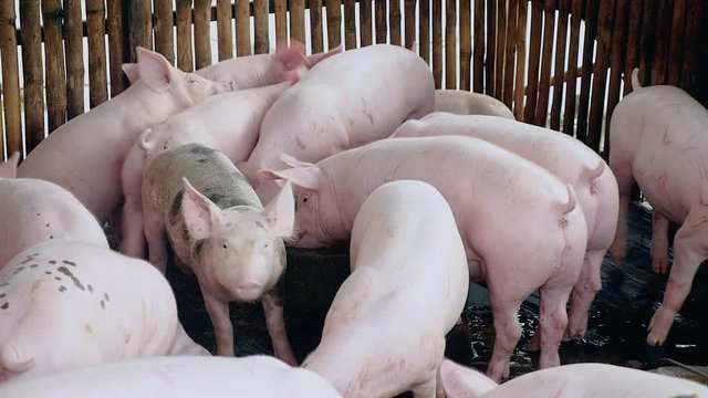 Drift of pigs eating and wading into shallow muddy water inside a pen ( close up )
