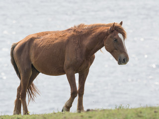 Obraz premium 与那国馬