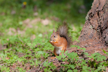 squirrel under a tree eating a nut