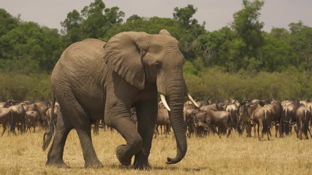Elephant passing by gnus in Masai Mara