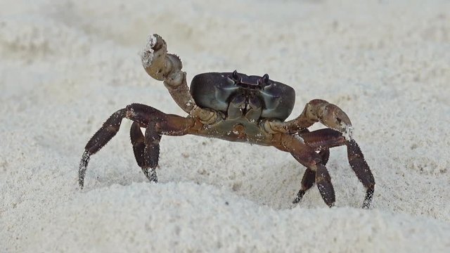 Crab with raised claws walking on white sand beach closeup