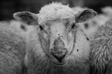 sheep, animal, farm, lamb, wool, mammal, agriculture, nature, livestock, cute, farm animal, farming, white, domestic, portrait, rural, animals, stock, yard, cattle