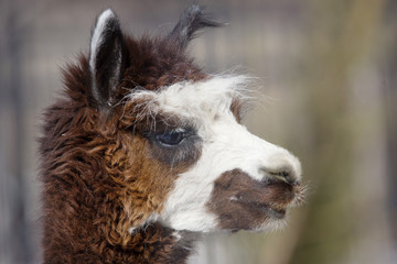 Fototapeta premium Альпака это домашнее парнокопытное животное из семейства верблюдов.