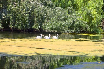 St. James Park near Buckingham Palace, City of Westminster, London, United Kingdom