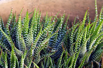 Zebra Cactus - Pearl plant