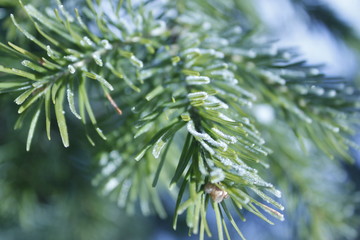 fir branches