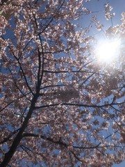 Sunshine Through Cherry Blossoms 