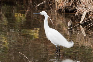 White devil for Fish. A little egret in Japan. A local popular bird in Japan.