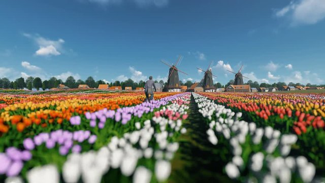 Dutch windmills and man ridding bike on a field with tulips against beautiful sky, 4K