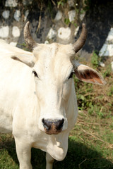 indian Cow, Desi white cow