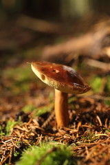 Small brown Boletus growing in autumn green moss