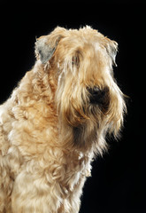 Irish soft coated wheaten terrier Dog on Isolated Black Background 