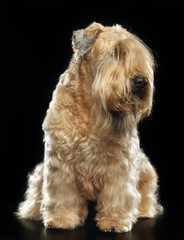 Irish soft coated wheaten terrier Dog on Isolated Black Background 