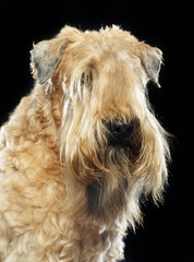 Irish soft coated wheaten terrier Dog on Isolated Black Background 