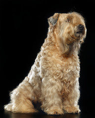 Naklejka na ściany i meble Irish soft coated wheaten terrier Dog on Isolated Black Background 