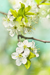 white cherry flowers blooming in spring macro