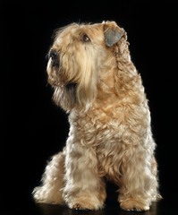 Irish soft coated wheaten terrier Dog on Isolated Black Background 