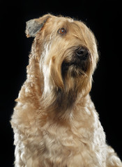 Irish soft coated wheaten terrier Dog on Isolated Black Background 