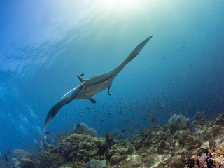 Oceanic Manta Ray, Coral reefs, Raja Ampat, Indonesia