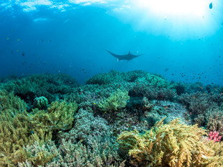 Oceanic Manta Ray, Coral reefs, Raja Ampat, Indonesia