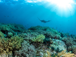 Fototapeta na wymiar Oceanic Manta Ray, Coral reefs, Raja Ampat, Indonesia