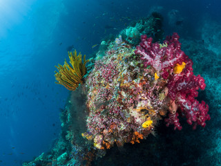 Naklejka na ściany i meble Beautiful Coral reefs, Raja Ampat, Indonesia