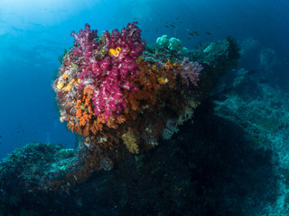 Fototapeta na wymiar Beautiful Coral reefs, Raja Ampat, Indonesia