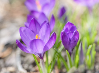 Beautiful purple crocuses flowers on meadow. Early spring close-up flowers