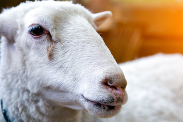 close-up of a young white sheep or Ovis aries  in a pen in a room