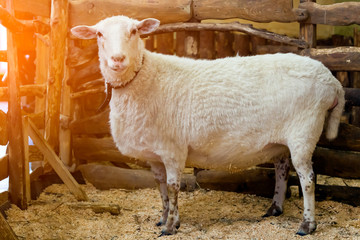 close-up of a young white sheep or ovis aries in a pen in a room on the floor of a sawdust
