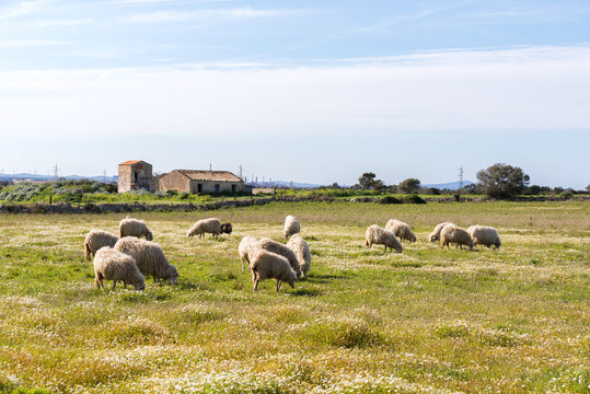 Sardegna, gregge di pecore al pascolo 