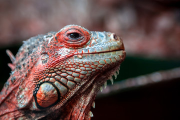 Close-up of a young beautiful iguana with big black eyes licking and posing