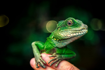Close-up of a green beautiful lizard or Lacertilia  with big black eyes sitting on a finger - obrazy, fototapety, plakaty