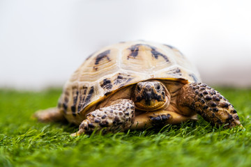 Close-up of a cinnamon tortoise or Testudines  crawling along an artificial green grass in a room