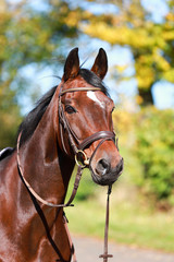 Head Portraits Horse Warmblood in sunlight with headpiece and teeth..