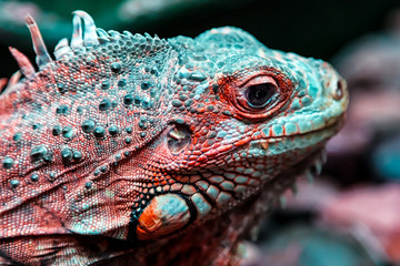 Close-up of a young beautiful iguana with big black eyes licking and posing