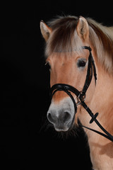Norwegian fjord horse (also Norwegian, fjordinger, fjord horse or fjord pony) in portraits with black leather trimmer, isolated against a black background. Photographed in the studio..