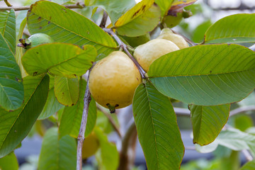 fresh guava in the organic garden plant