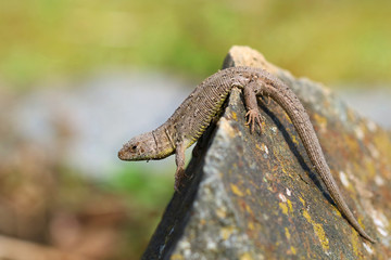 lizard is on a stone and peeks